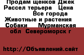 Продам щенков Джек Рассел терьера › Цена ­ 25 000 - Все города Животные и растения » Собаки   . Мурманская обл.,Североморск г.